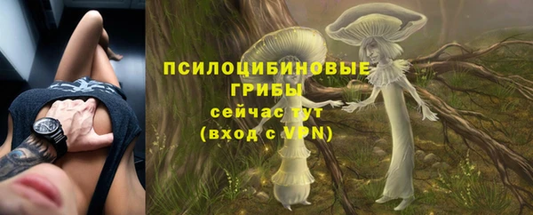 прущие грибы Армянск